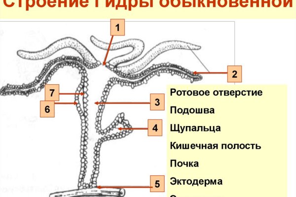 Кракен 13at